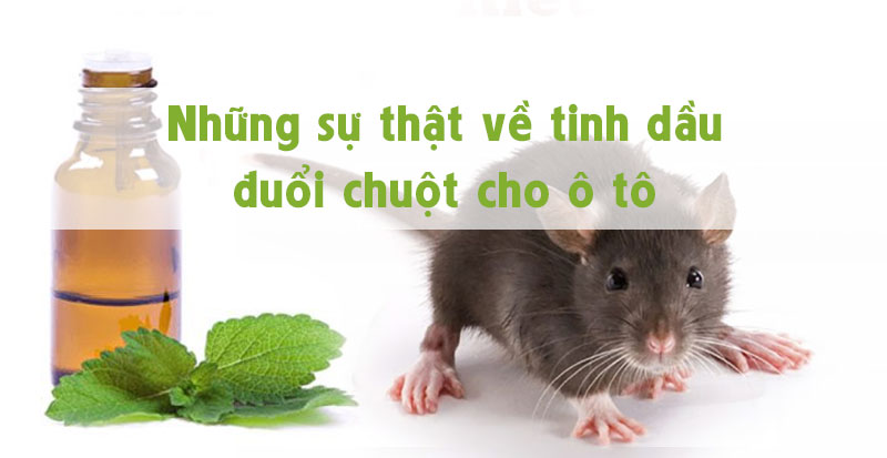 Những sự thật về tinh dầu treo đuổi chuột cho ô tô